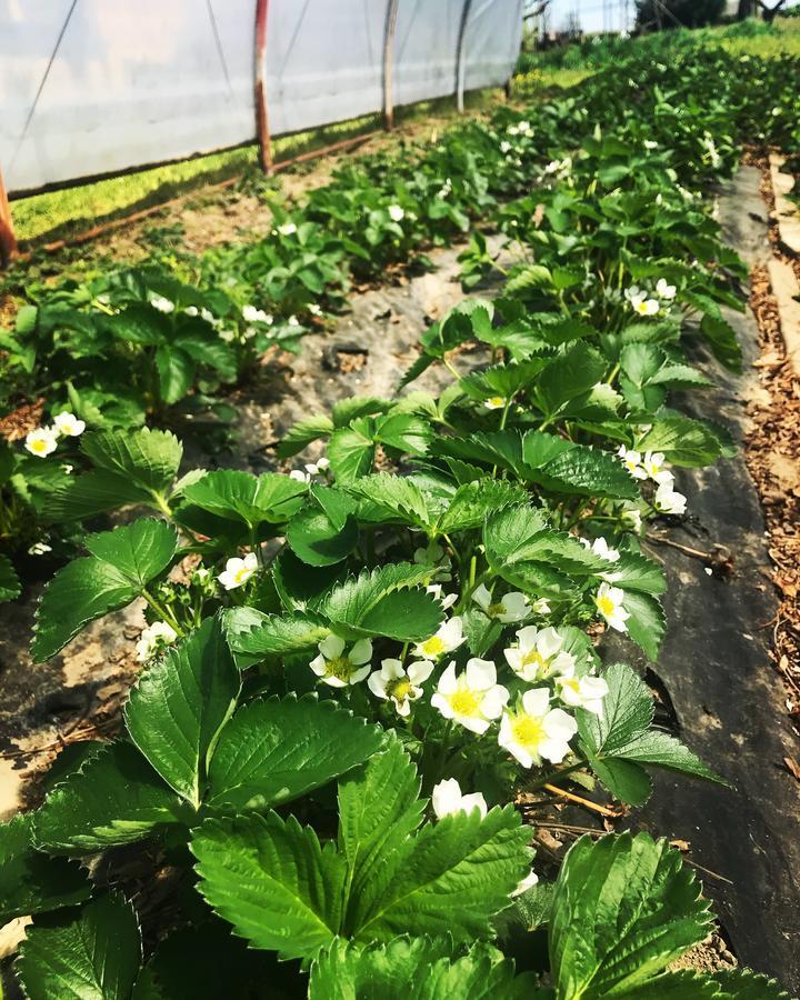 Agriturismo La Biandrina Carpignano Sesia 외부 사진